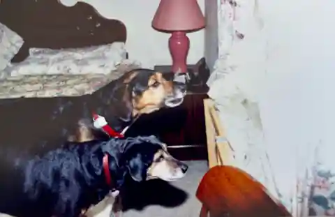 Lady and Indy lying indoors together after the family moved to Sacramento, California.