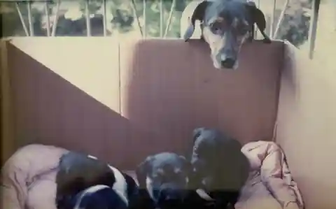 Lady looking into a box containing her newborn puppies, with Indy at the front.