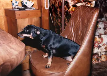 Mindy, a black-and-tan miniature Doberman, standing on a brown chair in the family home.