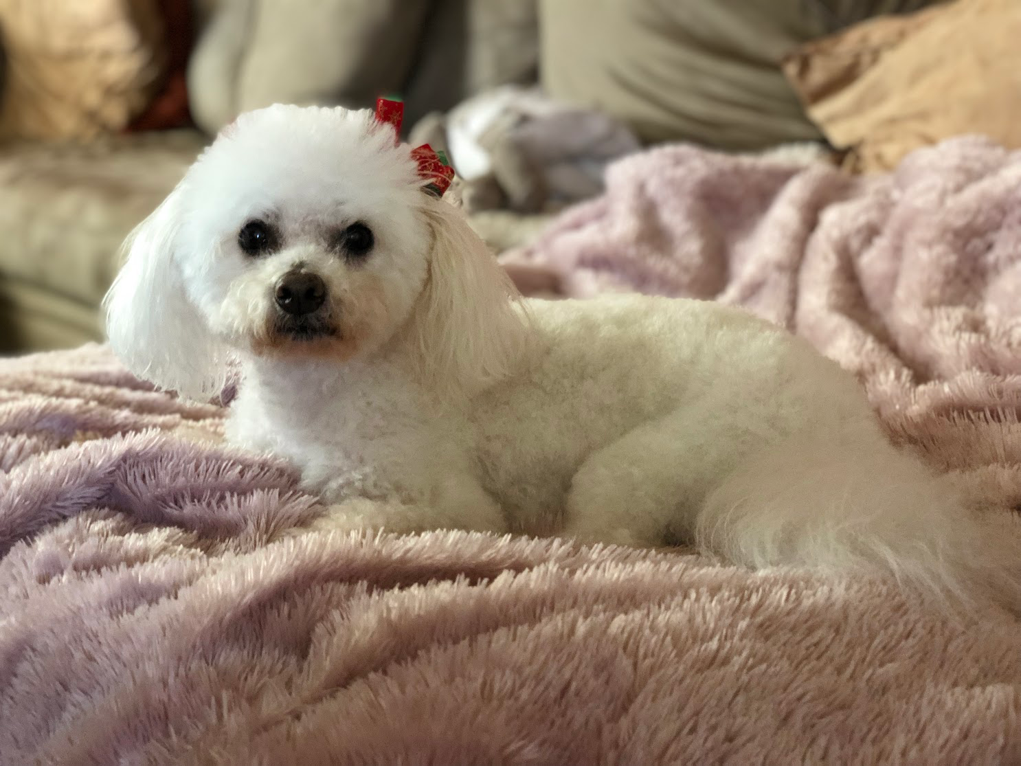 Sophie, Tony and Tomoko’s first Bichon Frisé
